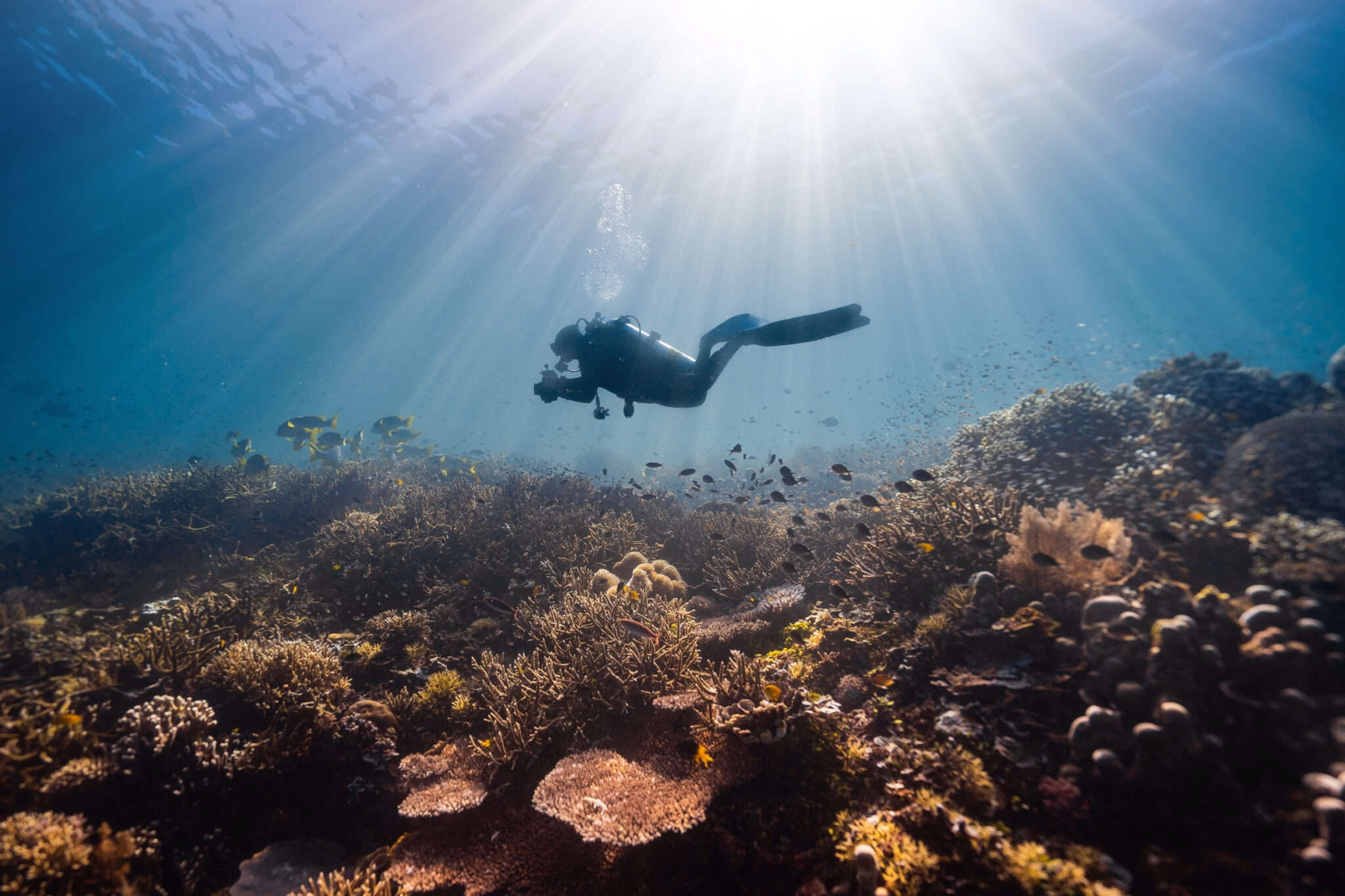 A diver silhouetted against sun rays above a coral reef, holding an underwater camera