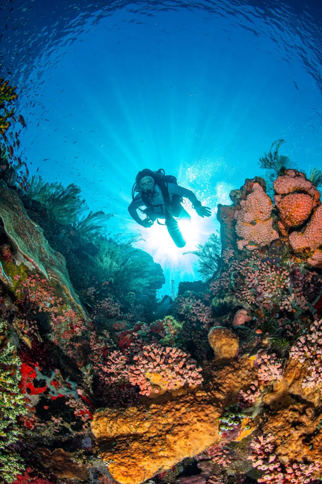 A SCUBA diver hovering over a colorful coral reef, backlit by sun rays