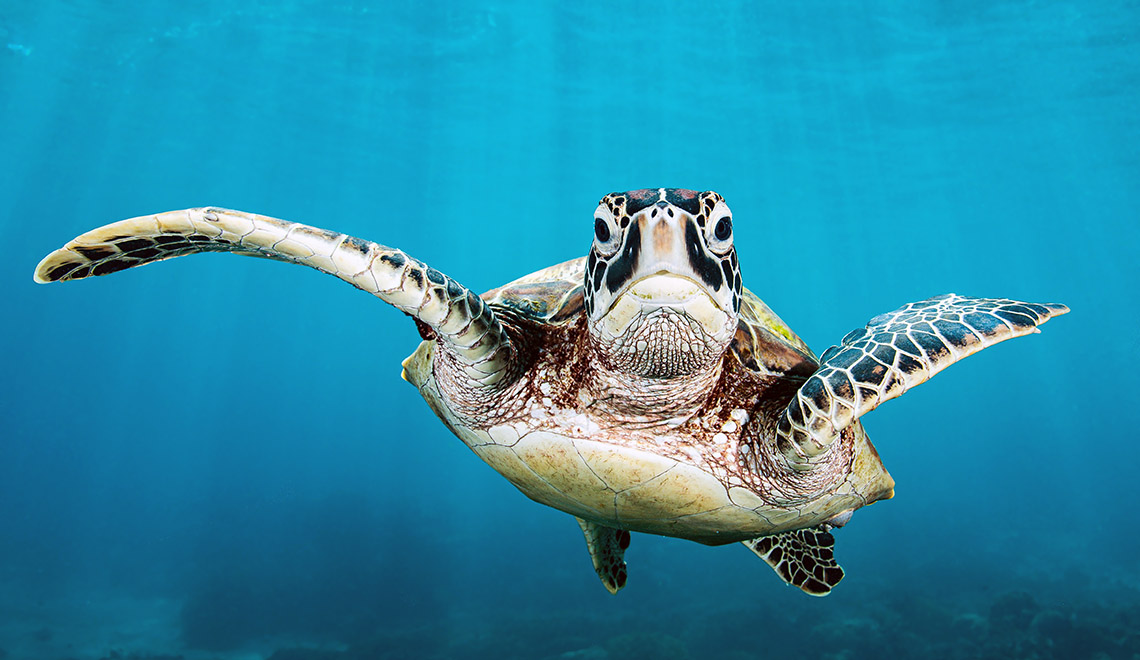 A green sea turtle swimming toward the camera in blue water, flippers spread